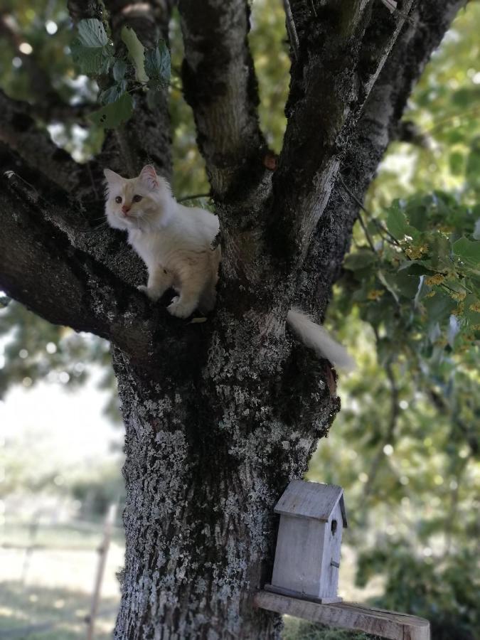 Chambre D'Hote Equestre Au Petit Bonheur Chateldon Dış mekan fotoğraf