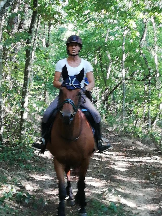 Chambre D'Hote Equestre Au Petit Bonheur Chateldon Dış mekan fotoğraf